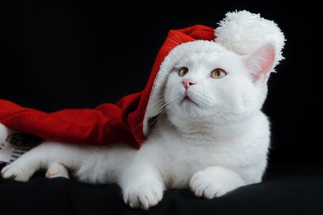 PET’S HEALTH: Celebrating The Holidays With Furry Family Members