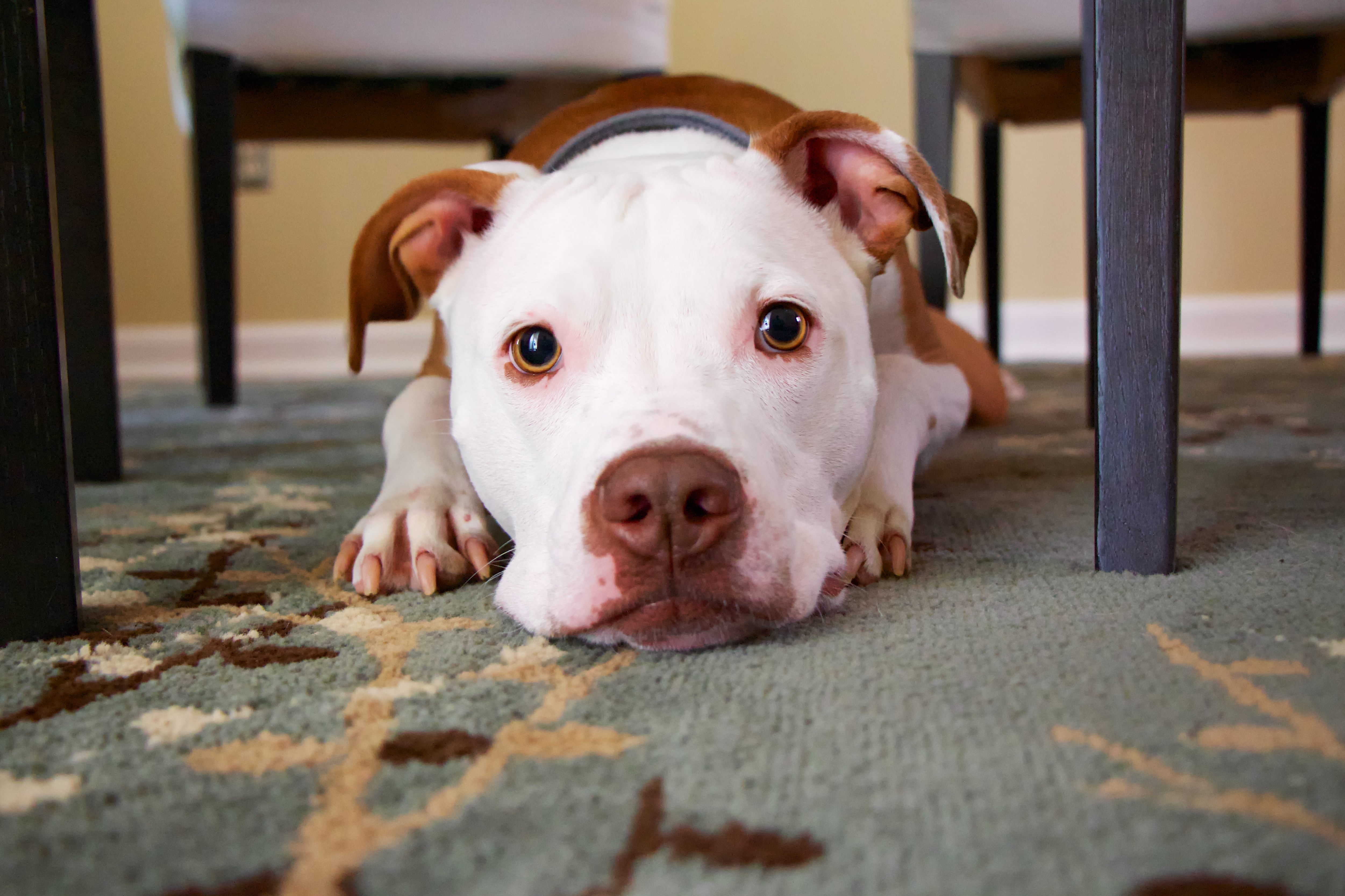 PETS’ CORNER: Is Your Dog Shy, Scared, Nervous, And Anxious?