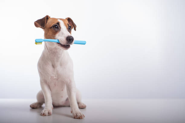 PETS’ HEALTH: The Importance of Pet Oral Health
