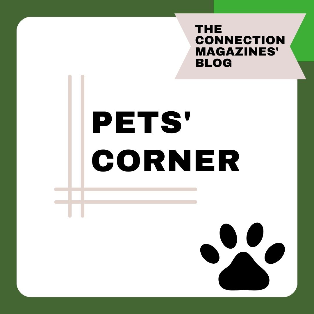 PETS’ CORNER Enrichment and The Connections Magazines New